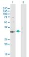 Three Prime Repair Exonuclease 1 antibody, H00011277-M01, Novus Biologicals, Western Blot image 