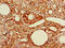 Ral Guanine Nucleotide Dissociation Stimulator Like 2 antibody, CSB-PA019625LA01HU, Cusabio, Immunohistochemistry frozen image 