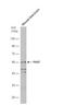Paired Box 7 antibody, NBP1-31224, Novus Biologicals, Western Blot image 