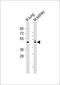 Developing Brain Homeobox 1 antibody, M14046, Boster Biological Technology, Western Blot image 