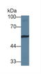 Vitronectin antibody, LS-C722969, Lifespan Biosciences, Western Blot image 