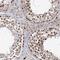 BUD13 Homolog antibody, HPA038340, Atlas Antibodies, Immunohistochemistry frozen image 