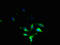 FXYD Domain Containing Ion Transport Regulator 7 antibody, LS-C375736, Lifespan Biosciences, Immunofluorescence image 