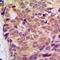 Regulator Of G Protein Signaling 10 antibody, LS-C352773, Lifespan Biosciences, Immunohistochemistry frozen image 