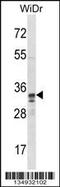 Transcription factor PU.1 antibody, 58-037, ProSci, Western Blot image 