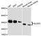 Glyoxalase Domain Containing 4 antibody, A9216, ABclonal Technology, Western Blot image 