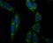 Aconitase 2 antibody, NBP2-75394, Novus Biologicals, Immunofluorescence image 