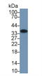 Annexin A4 antibody, LS-B13942, Lifespan Biosciences, Western Blot image 