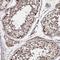 SET And MYND Domain Containing 3 antibody, NBP2-58364, Novus Biologicals, Immunohistochemistry frozen image 