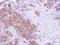 Membrane Palmitoylated Protein 3 antibody, PA5-21455, Invitrogen Antibodies, Immunohistochemistry frozen image 
