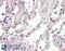 Secretin Receptor antibody, LS-B2374, Lifespan Biosciences, Immunohistochemistry frozen image 