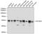 Protein Kinase C And Casein Kinase Substrate In Neurons 3 antibody, GTX66537, GeneTex, Western Blot image 