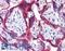 Autophagy Related 9B antibody, LS-B5275, Lifespan Biosciences, Immunohistochemistry paraffin image 