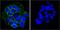 EGFR antibody, AE00165, Aeonian Biotech, Immunocytochemistry image 