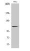 Integrin Subunit Beta 3 antibody, A00587Y785, Boster Biological Technology, Western Blot image 