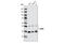 Cyclin Dependent Kinase 9 antibody, 2316S, Cell Signaling Technology, Western Blot image 