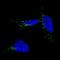 5,6-dihydroxyindole-2-carboxylic acid oxidase antibody, NBP2-61142, Novus Biologicals, Immunofluorescence image 