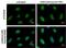 RPA34 antibody, GTX70243, GeneTex, Immunocytochemistry image 