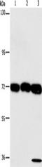 63 kDa membrane protein antibody, TA351081, Origene, Western Blot image 