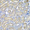 Programmed Cell Death 6 antibody, A03550, Boster Biological Technology, Immunohistochemistry frozen image 