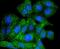 Autophagy Related 9A antibody, NBP2-67616, Novus Biologicals, Immunofluorescence image 