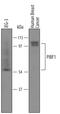 Progesterone Immunomodulatory Binding Factor 1 antibody, AF5559, R&D Systems, Western Blot image 