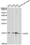 CDGSH Iron Sulfur Domain 2 antibody, A14168, ABclonal Technology, Western Blot image 