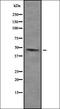 Ubiquitin Like Modifier Activating Enzyme 5 antibody, orb378436, Biorbyt, Western Blot image 