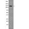 Platelet Derived Growth Factor Receptor Alpha antibody, abx217687, Abbexa, Western Blot image 