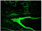Integrin Subunit Beta 4 antibody, AM33010PU-N, Origene, Immunofluorescence image 