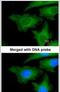 Ubiquitin Conjugating Enzyme E2 L3 antibody, PA5-21598, Invitrogen Antibodies, Immunofluorescence image 