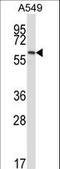 Frizzled Class Receptor 5 antibody, LS-C166297, Lifespan Biosciences, Western Blot image 