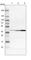 Isocitrate dehydrogenase [NAD] subunit gamma, mitochondrial antibody, HPA000425, Atlas Antibodies, Western Blot image 