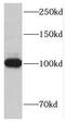 Tripartite Motif Containing 28 antibody, FNab04466, FineTest, Western Blot image 