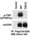 Cell Division Cycle 25A antibody, A01433-2, Boster Biological Technology, Western Blot image 