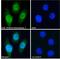 Paired Box 3 antibody, 42-977, ProSci, Enzyme Linked Immunosorbent Assay image 
