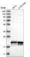 Anti-Silencing Function 1A Histone Chaperone antibody, NBP2-57608, Novus Biologicals, Western Blot image 