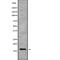 Basic Transcription Factor 3 Like 4 antibody, abx148705, Abbexa, Western Blot image 