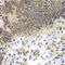 CCAAT Enhancer Binding Protein Gamma antibody, LS-C346323, Lifespan Biosciences, Immunohistochemistry paraffin image 