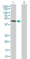 Tripartite Motif Containing 44 antibody, H00054765-B01P, Novus Biologicals, Western Blot image 