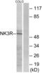 Tachykinin Receptor 3 antibody, LS-C120754, Lifespan Biosciences, Western Blot image 