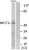 TACR3 antibody, LS-C120754, Lifespan Biosciences, Western Blot image 