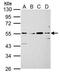 Sialic Acid Binding Ig Like Lectin 7 antibody, PA5-28528, Invitrogen Antibodies, Western Blot image 