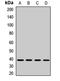 Glycogenin-1 antibody, LS-C667823, Lifespan Biosciences, Western Blot image 