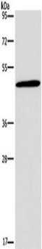 GCGR antibody, TA351220, Origene, Western Blot image 