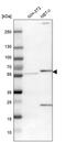 Pyruvate Dehyrogenase Phosphatase Catalytic Subunit 1 antibody, PA5-53918, Invitrogen Antibodies, Western Blot image 