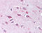 Tolloid Like 2 antibody, TA317423, Origene, Immunohistochemistry frozen image 