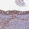 Coiled-Coil Domain Containing 167 antibody, NBP1-94107, Novus Biologicals, Immunohistochemistry paraffin image 