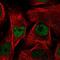 MORC family CW-type zinc finger protein 2 antibody, PA5-51390, Invitrogen Antibodies, Immunofluorescence image 
