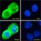 Purinergic Receptor P2X 4 antibody, LS-B9556, Lifespan Biosciences, Immunofluorescence image 
